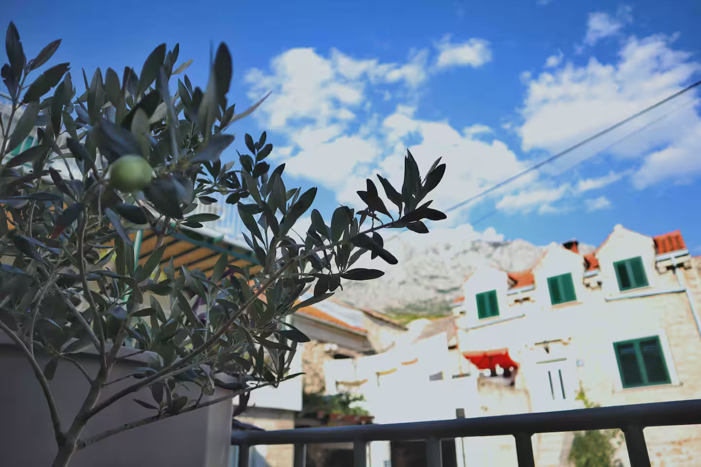 Olive Tree with Village View